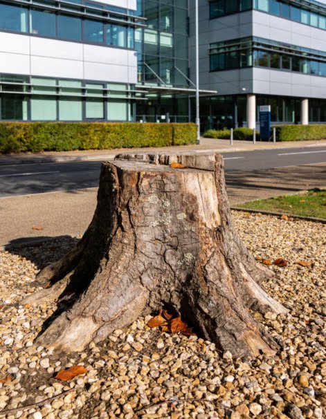 A commercial property grounds serviced by Bay Stump.