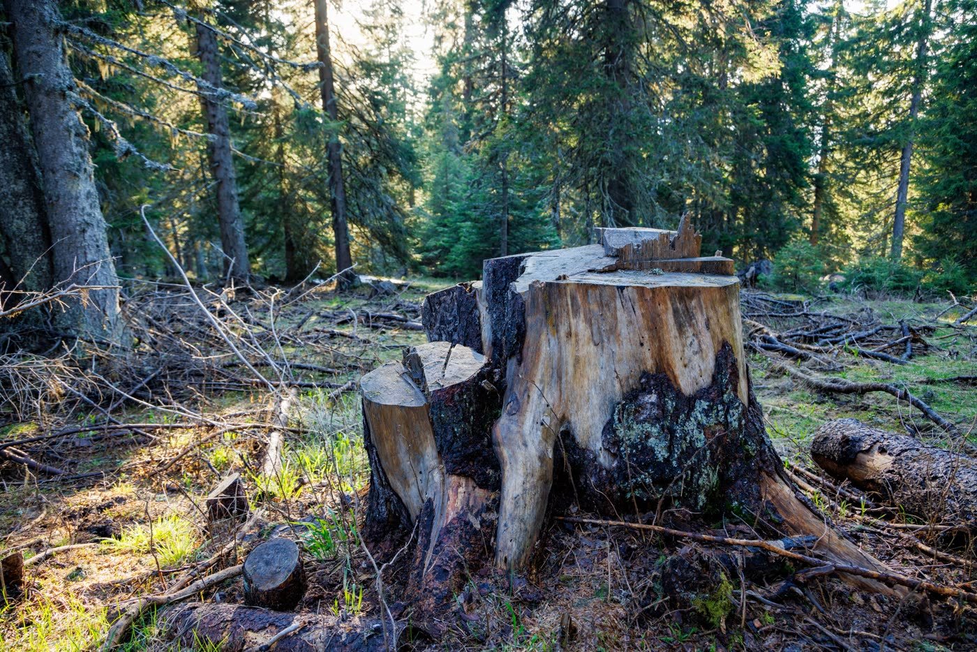 A large-diameter tree stump being ground down.