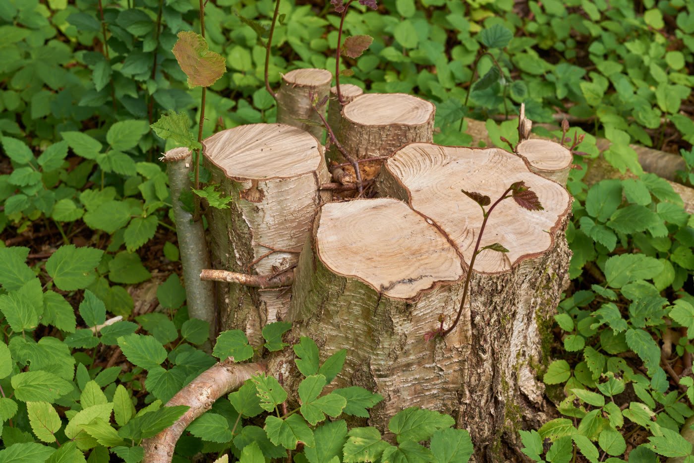 A small tree stump in a residential lawn, ready for grinding.