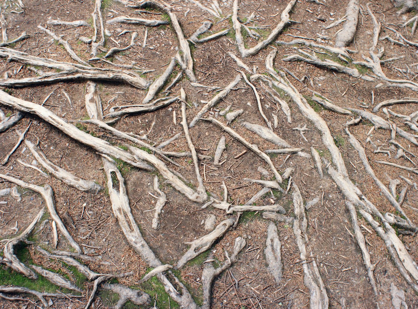 Surface roots running across a lawn before grinding.
