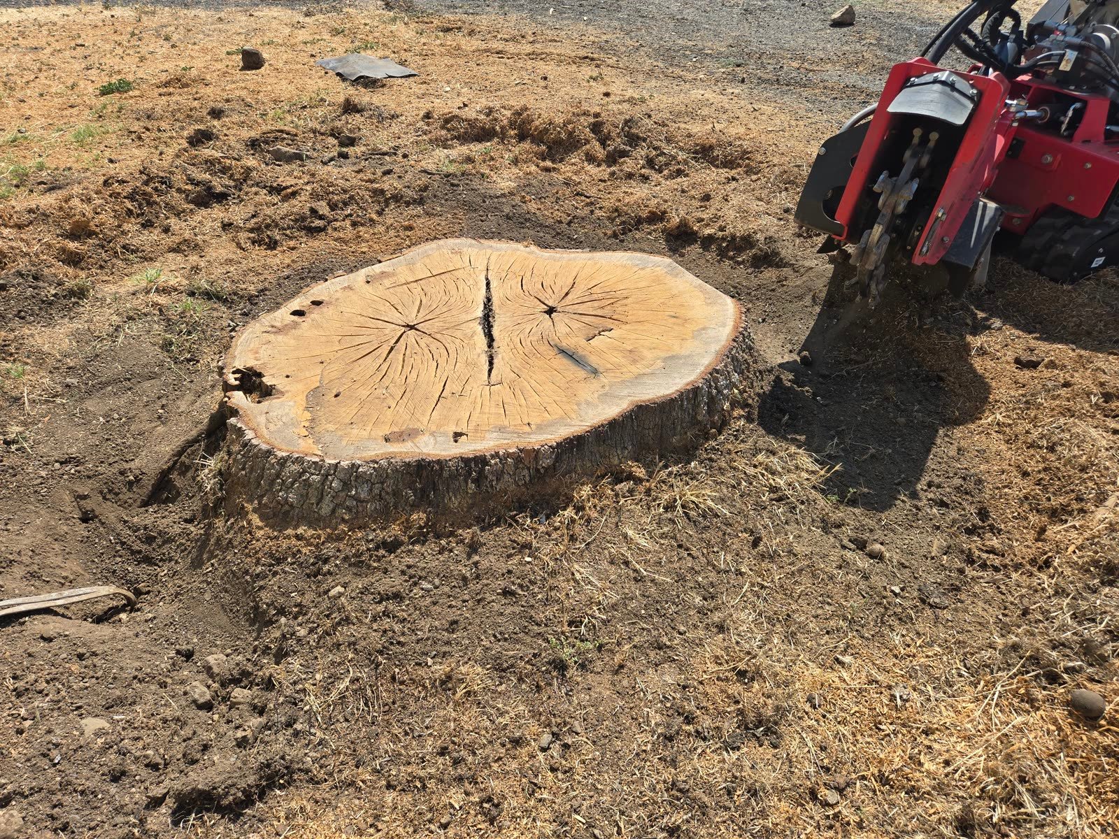A five-foot-wide oak stump with the grinder positioned beside it.