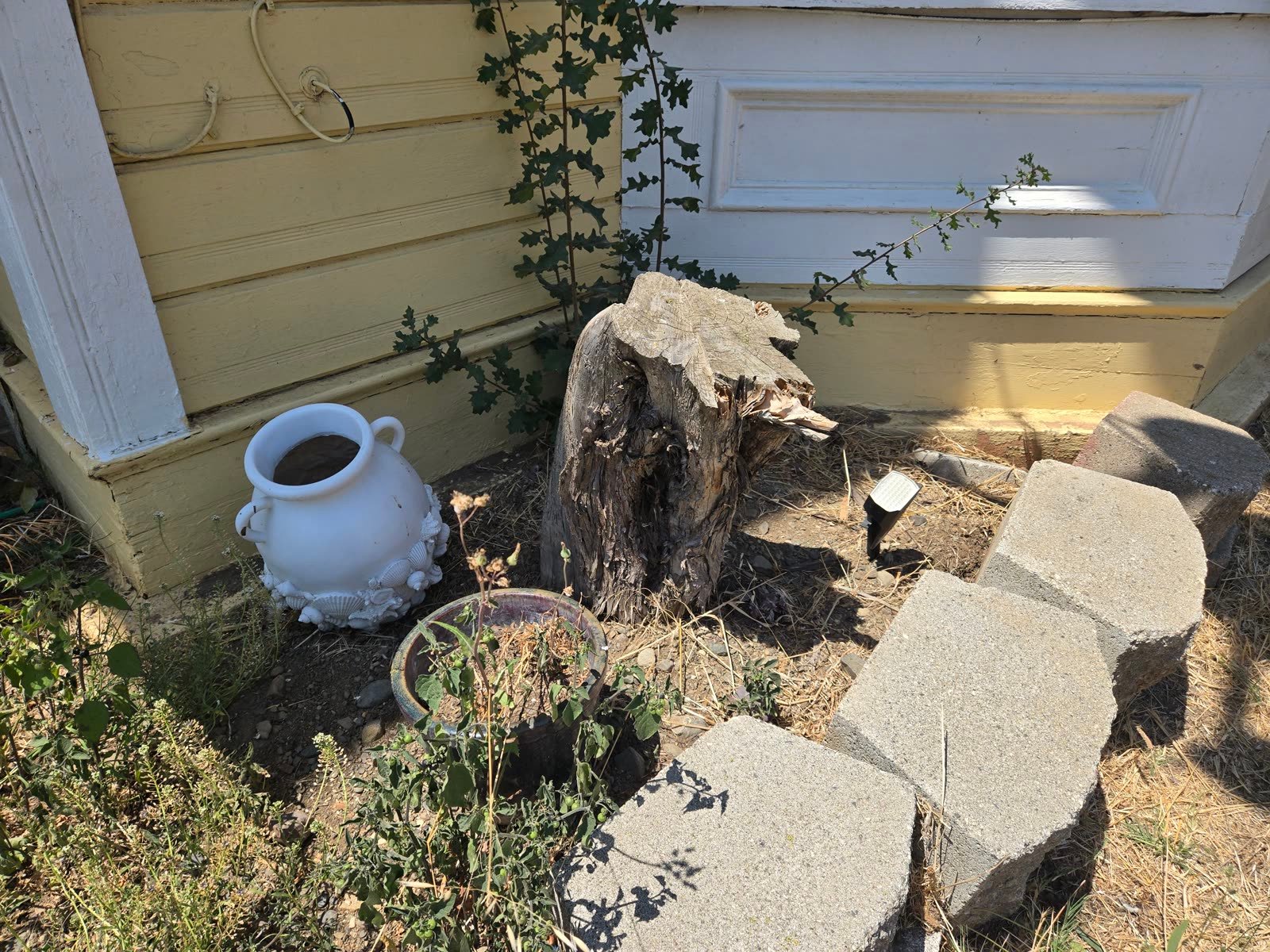 A cedar stump tight against a house and hardscaping.