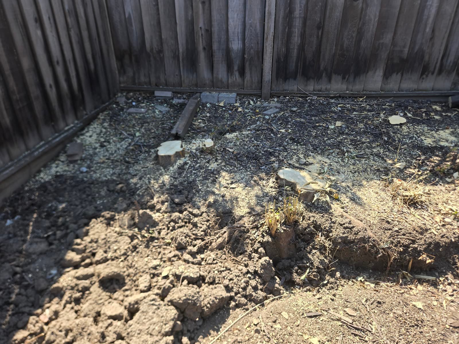 A stump in the footprint of a planned retaining wall.